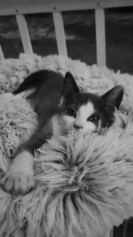 #Clovis#virginia #cat#kingwilliam 