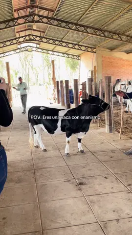 Pobrecita 😂#fyp #animales #paratii #ganaderia #virall 