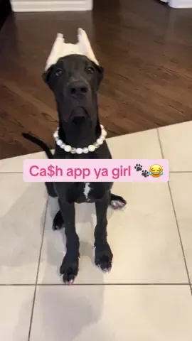 Cash app my girl for 🐾 pics 😂🤭 #greatdane #funnydogs #puppy #pink #cutepuppy 