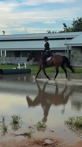 everyone meet cupcake sprinkles timmy tough knuckles aka oscar!!! he is the new addition to the silver wind fam! he is the cutest little quarter pony and i can't wait to see what he brings to the table!! @C H L O E 🤭 we have our own oscar now😉😉😉😉 ##equestrianlife##equestrianlifestyle##fypシ##horsesoftiktok##goviral