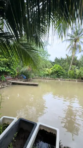 Bình Yên cuộc sống ở Quê tui ! #Nhà Lá# 🥰🥰🥰🥰🥰
