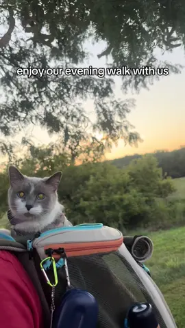 aspen loves walks outside especially now that the weather is turning cooler. i on the other hand, am a little bummed that summer is ending.  #PetsOfTikTok #cutepets #cat 