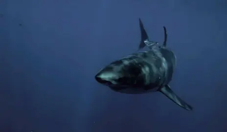 The Great White 🦈 #shark #viral #lonely #fyp #ocean 