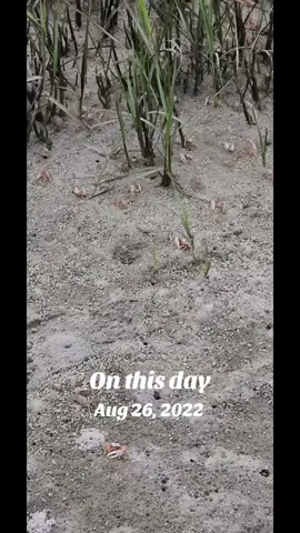 #onthisday