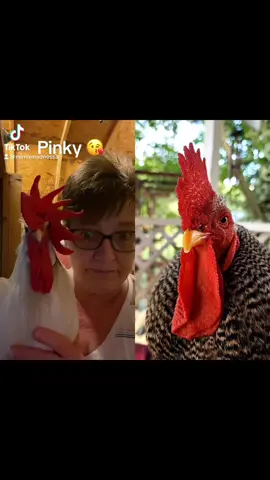 #mimislounge #hornsacrossamerica @LilRed @Pepperjack*The*Pet*Rooster 
