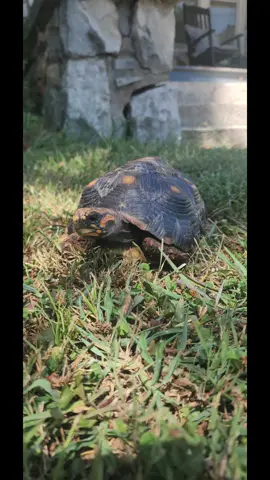 #SMILEYBRYAN #SMILEY  #shelby #tortoise #redfoottortoise 
