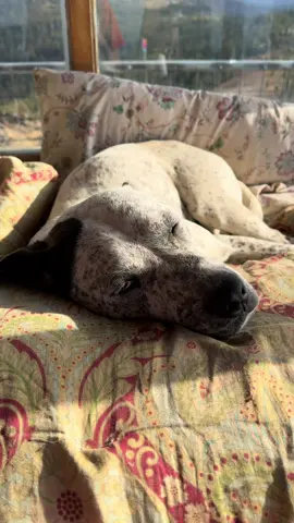 Speckle has the hiccups…. and then resumes his usual snoring you can sometimes hear in the background to my videos and voiceovers…. 🧐🐷💤 #doggo 
