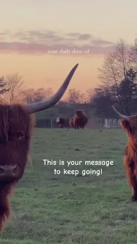 When life throws you a little detour: remember no matter the  path, it can still lead you to a beautiful destination—what matters is that you keep going.  #life #cows #keepgoing #trusttheprocess   ☀️💚🌻 