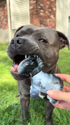 Enzo love for his @happystaffyco toys is truly unmatched 🥹🥹🥹  Hahaha but seriously if your looking for some next level toys for your pup the Chewzilla collection will not disappoint!  Code “ENZO” saves you 10% as well:) #enzothebluestaffordshire #staffordshirebullterrier #talkingdog #fy #fyp 
