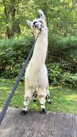 Love this boy so much!❤️. Wunsapana’s Falcon.#wunsapana #llamas #llamafarm #farmlife #obstacles 