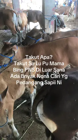 #pedagangsapii #lakitimur🔥 #kupangtiktok #nttpride🏝🔥kupangntt💯 