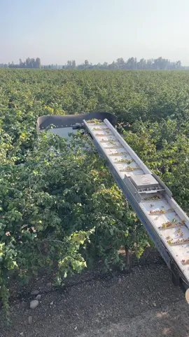 Harvesting hazelnut Yee Yee 