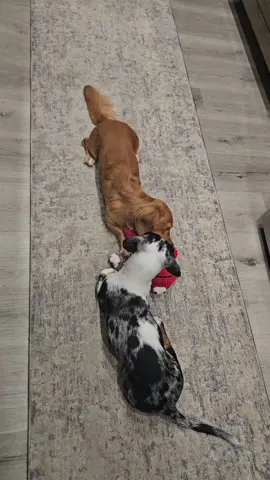 can't share a toy! 