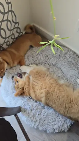 Are they arguing? #fypシ゚ #dogsoftiktok #puppy #corgi #shibainu #foryou 