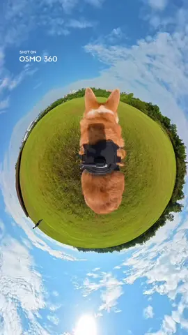 Cutest view ever? 🐶💨 Watch this puppy run from every angle with Osmo 360! 🌀❤️ #Osmo360 #DJIOsmo #PuppyPOV #CuteVibes #360camera #fyp