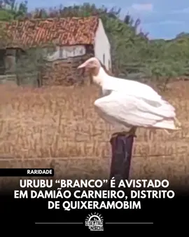 Um encontro inesperado com a natureza deixou moradores do distrito de Damião Carneiro, em Quixeramobim, boquiabertos. Um urubu albino, ave extremamente rara, foi registrado circulando pela região, despertando surpresa e curiosidade. O primeiro vídeo foi gravado no Riacho dos Bois, onde populares tentavam identificar a ave de coloração incomum. Momentos depois, um segundo flagrante aconteceu na Gangorra, confirmando que o animal segue ativo na região. “Nunca tinha visto um urubu albino. No começo achei que era outra espécie”, comentou um morador que registrou os vídeos. O albinismo é um fenômeno genético que impede a produção de melanina e carotenoides, deixando penas, bico e patas completamente brancos e os olhos vermelhos. Diferente do leucismo, a mutação afeta também mucosas e visão. Segundo biólogos, isso pode dificultar a caça e a sobrevivência do urubu-de-cabeça-preta, que depende da visão para localizar carcaças. 🎥 Rodrigo Carmo/ Carla Sousa