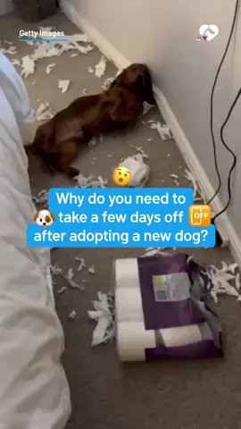 Dog owners know. 😂 Don't forget to join the Pat's Prized Pets challenge supporting #CleartheShelters! Details at nbcwashington.com/patsprizedpets. #dogsofinstagram