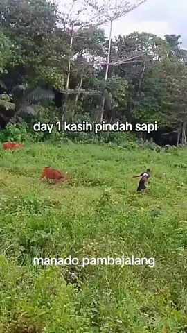 day 1 kasih pindah sapi #fypシ゚ #fyp #manadosulut 