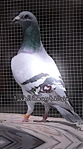 صح لو لا 😂💔#زاجل_سباق❤ #تار #جنايه_الكل_عله_راسي #محضوره_من_الاكسبلور_والمشاهدات #الشعب_الصيني_ماله_حل😂😂 