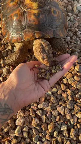 #morla #tortoise #flowers #snackysnack 