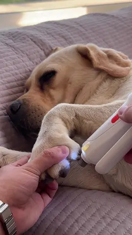 You can trim your pet's nails at home, too – just like you'd do at the salon. #dogcaretips #nailclipping #catpick #nailclipper #lab 