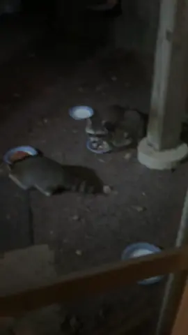 #raccoonsoftiktok 