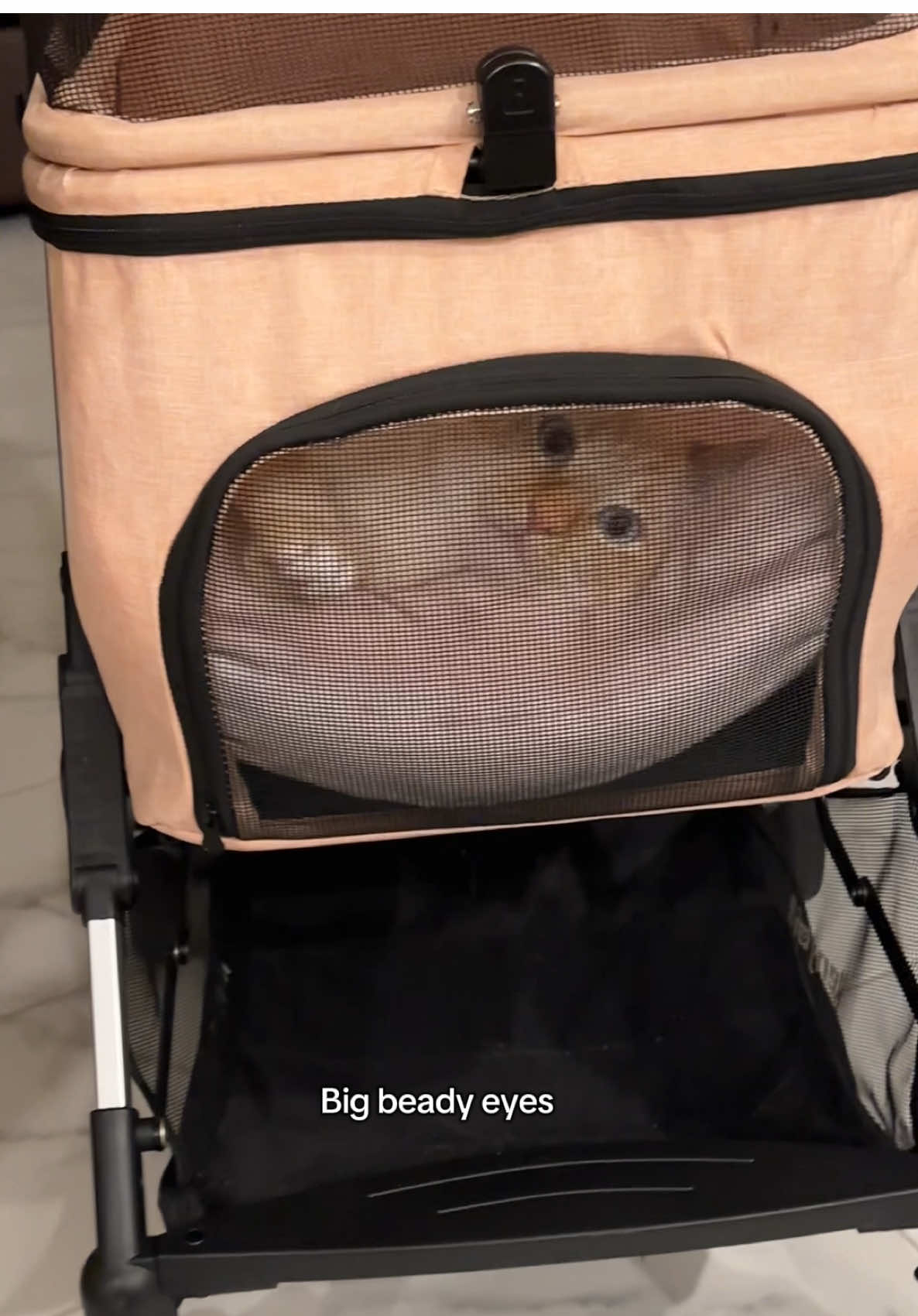 Bobo is only skinny because I am strict with his food portions- if it were up to him he’d be FAT 😭💔 #BoboCat #DomesticShorthair #Flamepoint #CatStroller #CatVideos 