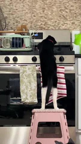 Stealing food from the counter… #cat #catsoftiktok #kittensoftiktok #cattok #kittentok 