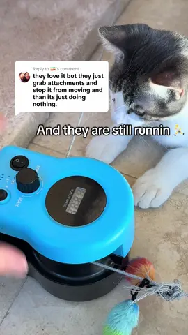 Replying to @🇮🇷 Oh, they caught it? 😹 Don’t worry—this toy keeps moving, so they keep chasing. Zoomies = unlocked. #tiktokmademebuyit #interactivecattoy #catsoftiktok #petmusthaves #kittyzoomies 