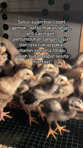 #peternakmuda #pengusahamuda #ayambangkok #bangkok #fy 