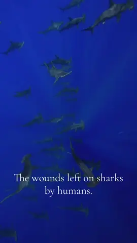 THIS TOOK SO LONG #SHARKS #stopsharkfinning #viral#fypシ゚viral#sharksoftiktok 