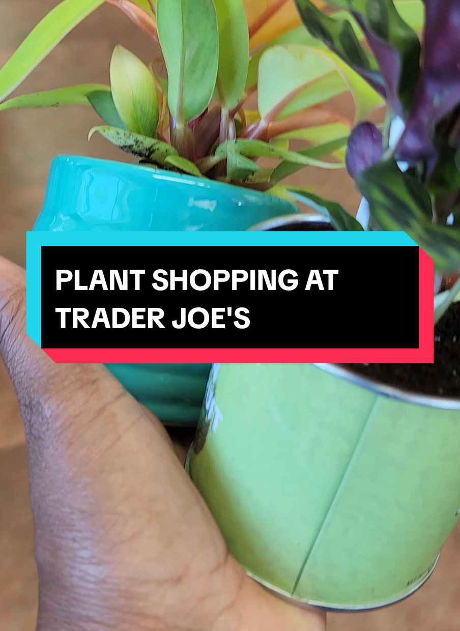 Plant Shopping at Trader Joe's #traderjoes #plantshopping #houseplants #plants #PlantTok 