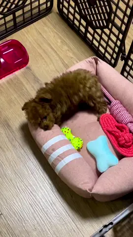 🐕 𝐚𝐩𝐫𝐢𝐜𝐨𝐭 (𝟑𝐤𝐠)  🎂 𝟐𝟎𝟏𝟖.𝟗.𝟐𝟎 ♀ 𝟓… more  Facetime open !🐶 Reviews  Leave a comment 🐩📥  ............ ............. #tinypoodle #poodle #poodlesoftiktok #poodles #poodletoy 