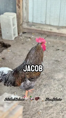 Jacob the Great, Screecher of the Seven Coops! Jacob!, Oh Jacob!, Jaaacoooob! The Extended Version To Annoy That Special Someone! #jacob #jake #jayke #jakob #chickens                