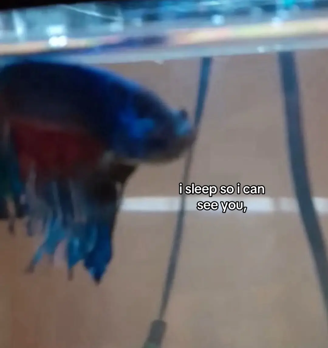 I miss you marvin 🕊️ #llm #fish #petloss #fishloss #fyp