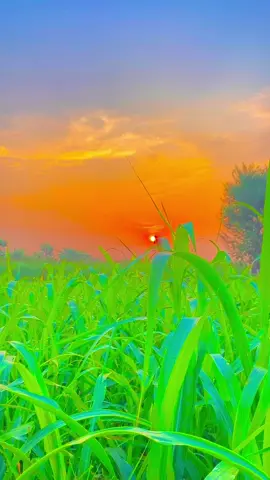 #میرا_سوہنا_پنڈ_ڈھولن_ہٹھاڈ_ضلع_قصور❤️🌻فوریو #🌾🌄🥀🕊️💸🍃🌴🌹💐🦋🌺🍂🎋🍂🌼 