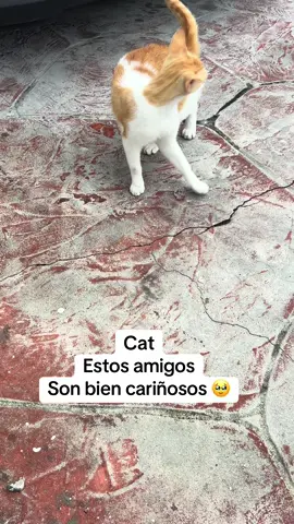 #cat #cats #catsoftiktok #losmichisadorables😍 