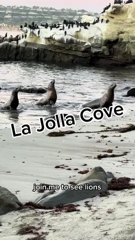 La Jolla Cove, es un rincón costero de San Diego donde los leones de mar descansan a pocos metros de ti, está protegida desde 1929 bajo un primer refugio marino, expandida en 1970 como parte del Parque Submarino, y fortalecida en 1999–2000 con áreas protegidas estatales.  🔹 FOCAS 	•	No tienen orejas externas visibles (solo pequeños orificios). 	•	Se mueven torpemente en tierra, como arrastrándose con el vientre. 	•	Sus aletas delanteras son más cortas. 	•	Son más silenciosas y hacen sonidos como gemidos o susurros. 🔹 LEONES DE MAR 	•	Sí tienen orejas externas pequeñas y visibles.  	•	Caminan mejor en tierra, porque pueden rotar sus aletas traseras y levantarse. 	•	Sus aletas delanteras son más largas, fuertes y flexibles. 	•	Son muy ruidosos: ladran como perros grandes.  #yosoyyolypr #yolandacolon #lajollacove #sandiego #sandiegocalifornia   