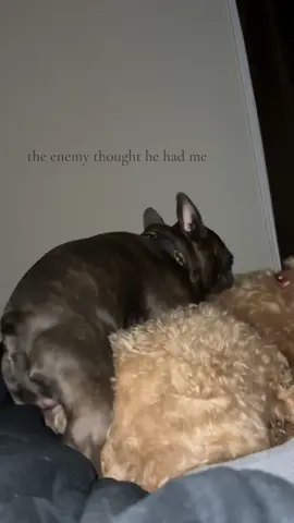 Lord help him #jesuslovesyou #theenemythoughthehadme #dog #frenchbulldog #fyp 