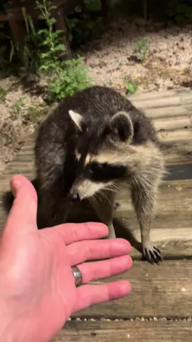 #chompkus update he still visits and we respect boundaries 😉 despite him hijacking my motorcycle content  tt channel 🤣 #chompkus #raccoonsoftiktok #raccoon #fyp 