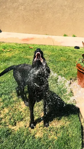 #doglover #vivalavida #perrostiktokers #dogsofttiktok #california 