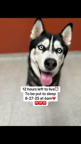 #siberianhusky #husky #adoptme #shelterdog #fyp 
