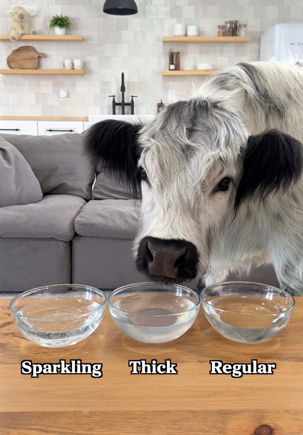 A very important experiment 🧐🐮 #cow #water #experiment 