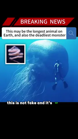 This may be the longest animal on Earth, and also the deadliest monster#news #fyp #breakingnews #us #monster 