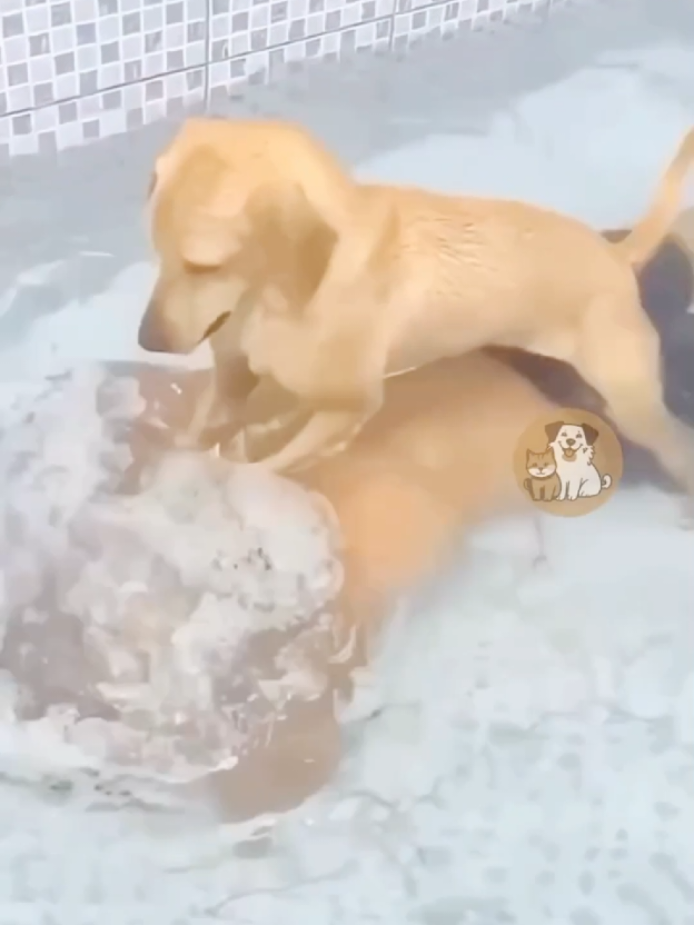 Funny dogs 😂🐶 #funnydog #doghumor #funnypets #dogsoftiktok #fyp 