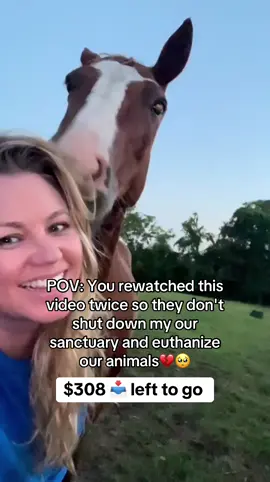 Blazer teasing my tresses #horses #funny #funnyanimals #farmlife #silly                       