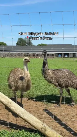 NJ THINGS TO DO! Carm’s Farm in Colts Neck, NJ is seriously one of the best NJ farms. So many activities and so much to do! Cool animals, a corn maze, food trucks and more. Absolutely loved it here!! #njfarms #njthingstodo #nj #newjersey #newjersey 