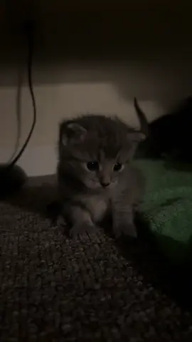 #kitten 