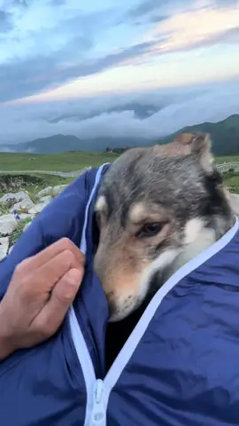 人 你好 我是狼 在吗？我是狼 在吗？我是小狼。喂？我说我是小狼。hello？ I'm a wolf. 诶？被屏蔽了？奇怪 ——所属：野人#WolfishTemptation #MixedBreedWolf 