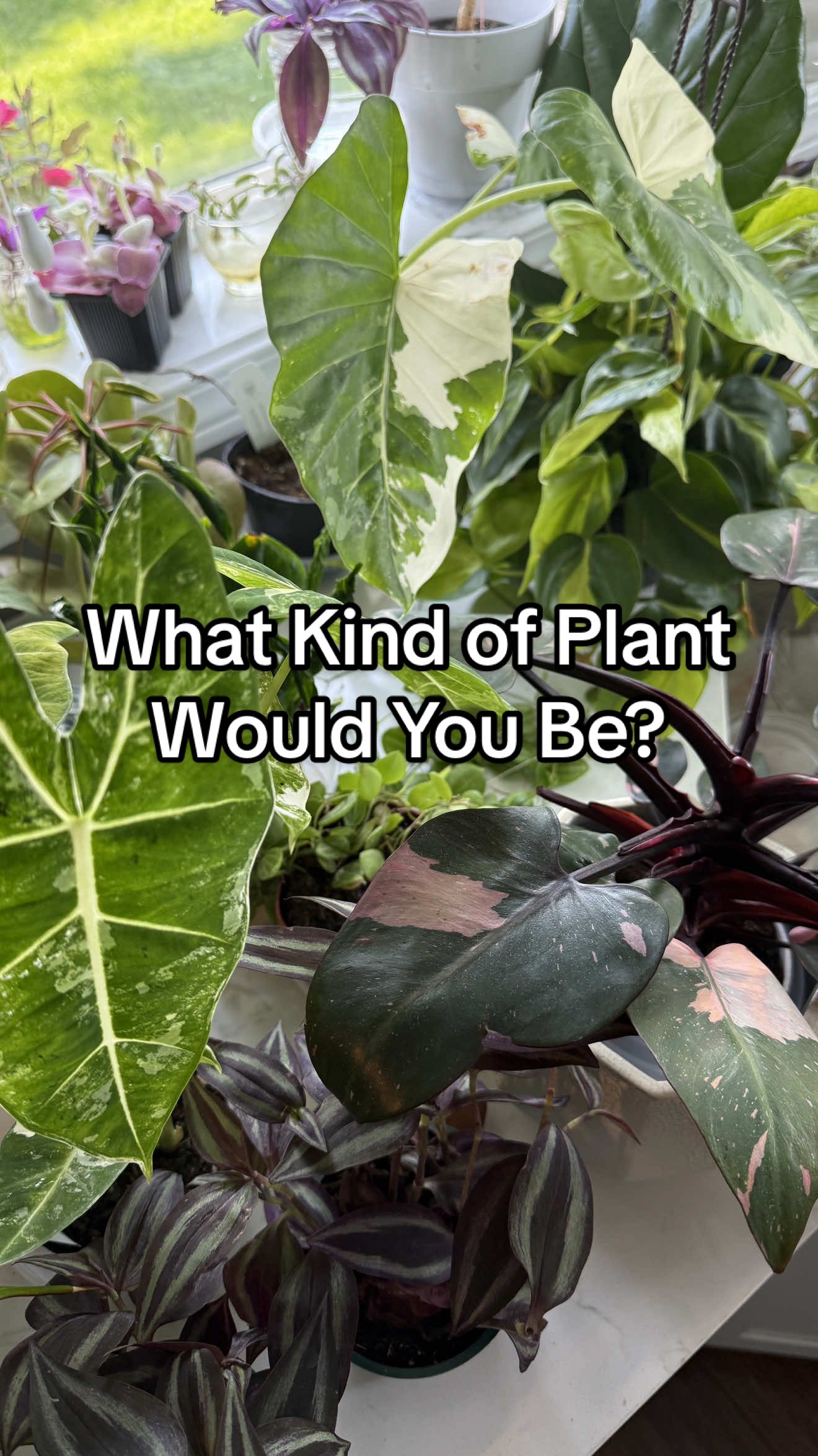 Of all the plants in the world, I think I’m a pothos — Hearty, doesn’t need a lot to be happy, can survive in less than optimal conditions, nearly impossible to kill, and always growing. 